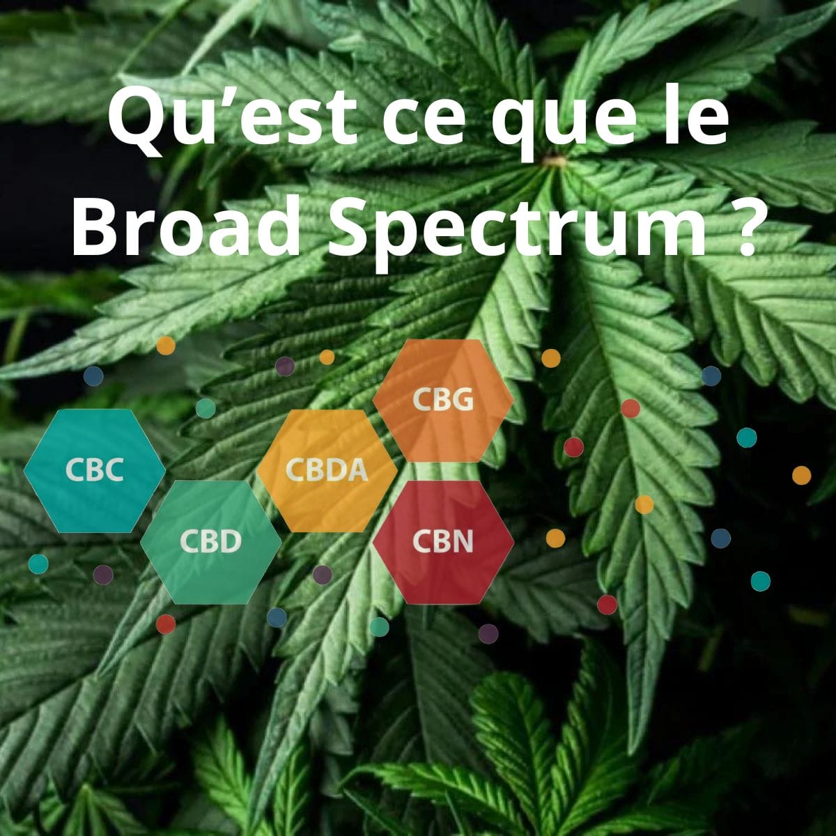 CBD Broad Spectrum CBD Large spectre